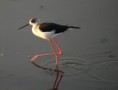 /album/photogallery/black-winged-stilt-kotu-jpg/